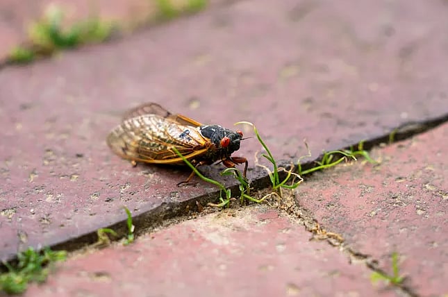 Getty Images : Itch Mites Related To The Cicadas Invasion Are On A Rise